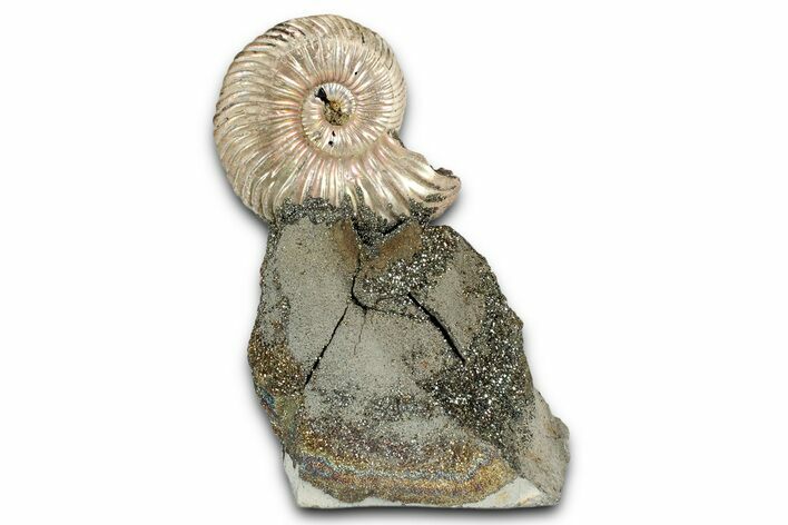 Iridescent, Pyritized Ammonite (Quenstedticeras) Fossil Display #344284